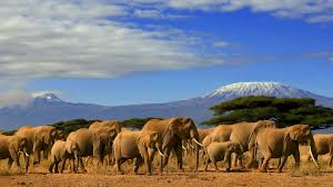 https://vihartravels.in/wp-content/uploads/2025/06/kenya-2.jpg