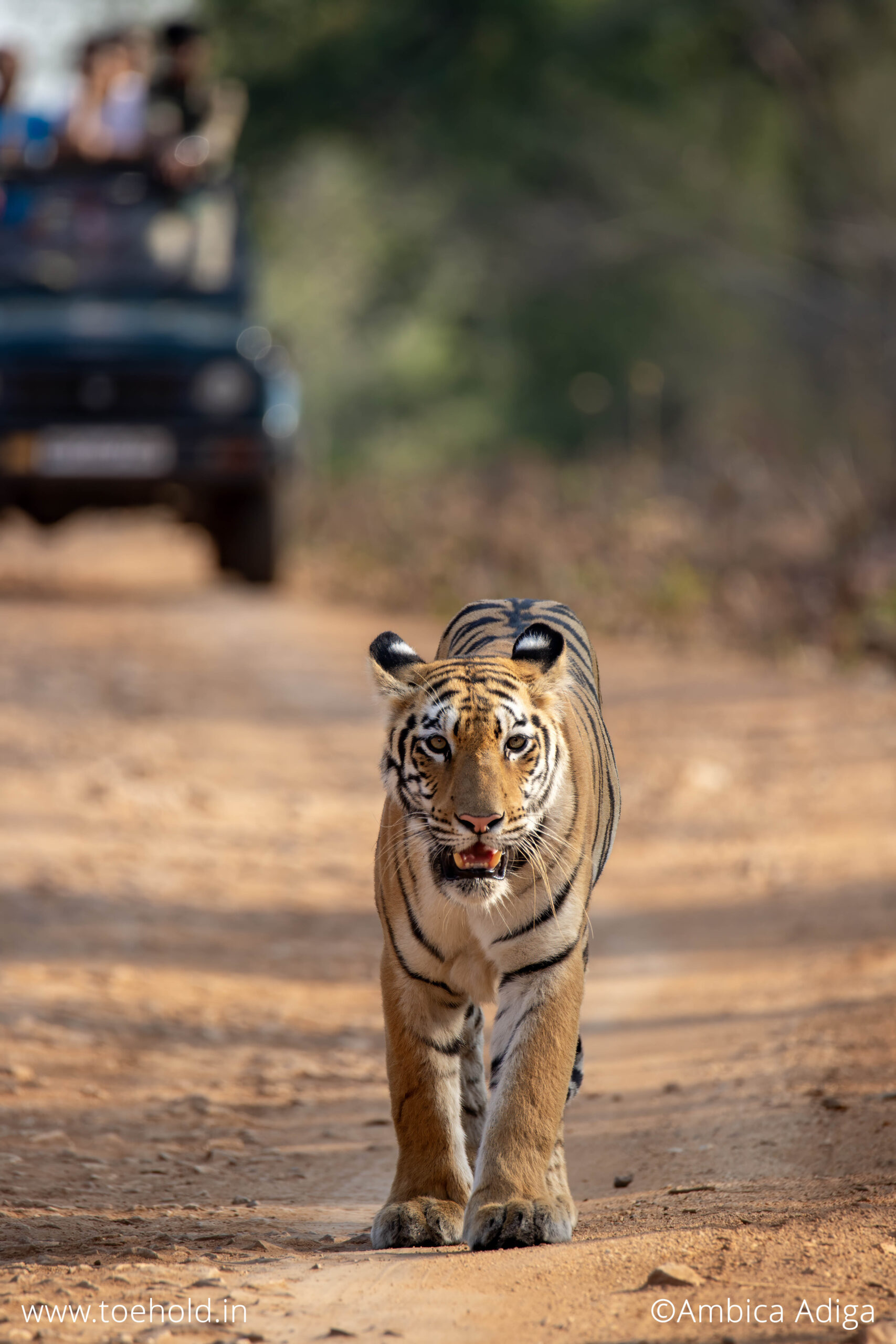 Tiger Trails Banner